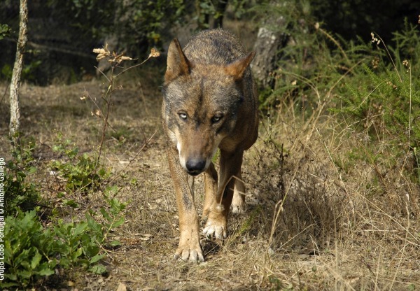 El lobo en la frontera's header image