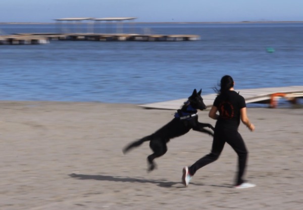 Terapia con perros para víctimas de violencia's header image