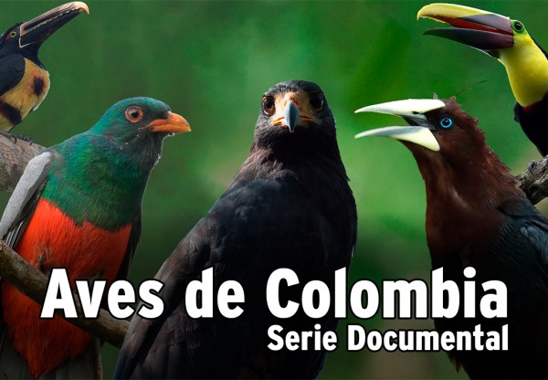 Dokumentarserie Vögel Kolumbiens's header image